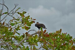 Caracara plancus plancus