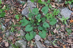 Viola rudolfii
