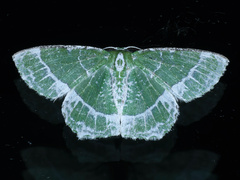 Eucyclodes insperata