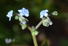 Cynoglossum australe
