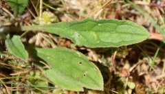 Cynoglossum australe