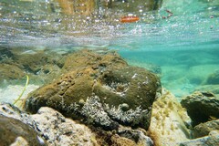 Aldrichetta forsteri