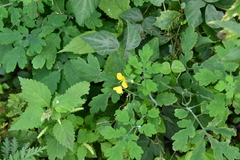 Chelidonium asiaticum