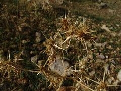 Centaurea calcitrapa