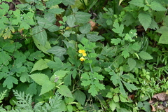 Chelidonium asiaticum