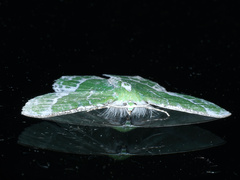 Eucyclodes insperata