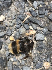 Bombus terrestris audax