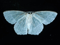 Eucyclodes insperata