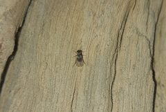 Medeterinae