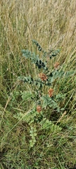Glycyrrhiza
