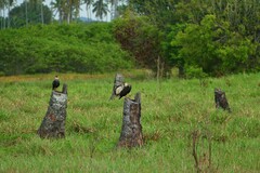 Caracara plancus plancus
