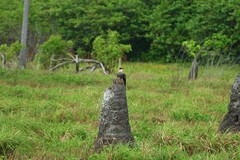 Caracara plancus plancus