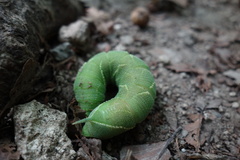 Marumba quercus
