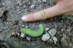 Marumba quercus