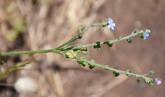 Cynoglossum australe