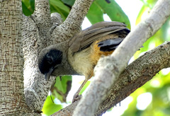 Pterorhinus perspicillatus