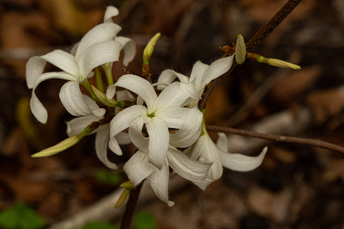 Ancylobothrys petersiana image