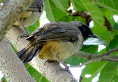 Pterorhinus perspicillatus