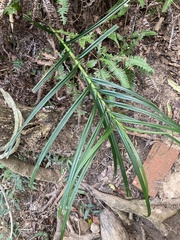 Scleria terrestris