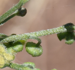 Cynoglossum australe