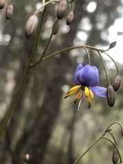 Dianella tasmanica