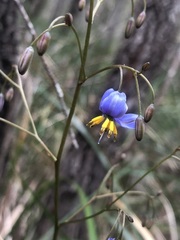 Dianella tasmanica