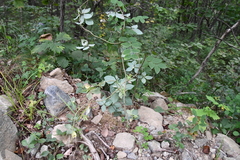 Codonopsis lanceolata