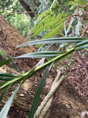 Scleria terrestris