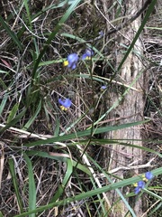 Dianella tasmanica