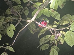 Cymbirhynchus macrorhynchos