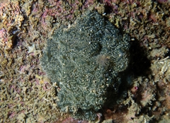 Distaplia bermudensis