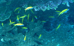 Mirolabrichthys evansi