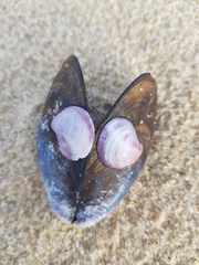 Crepipatella dilatata