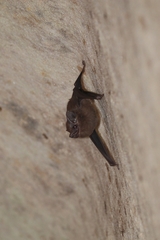 Peropteryx