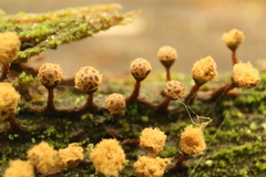 Hemitrichia