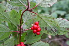 Schisandra chinensis
