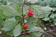Schisandra chinensis