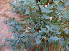 Sarcocapnos enneaphylla