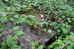 Schisandra chinensis