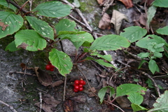 Schisandra chinensis