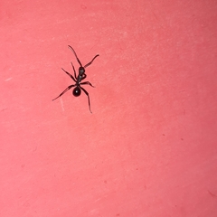 Myrmhopla