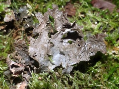 Sticta sylvatica