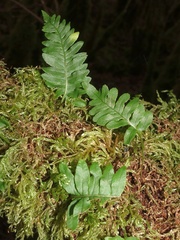 Polypodium interjectum