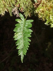 Polypodium interjectum