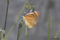 Colotis fausta