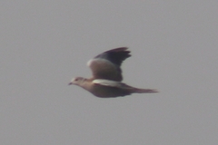 Streptopelia decaocto