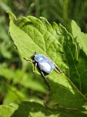 Hoplia coerulea