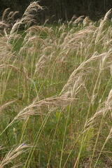 Austrostipa flavescens