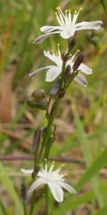Caesia parviflora minor