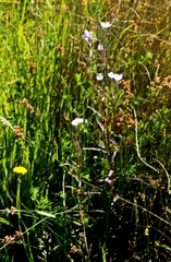 Epilobium pallidiflorum